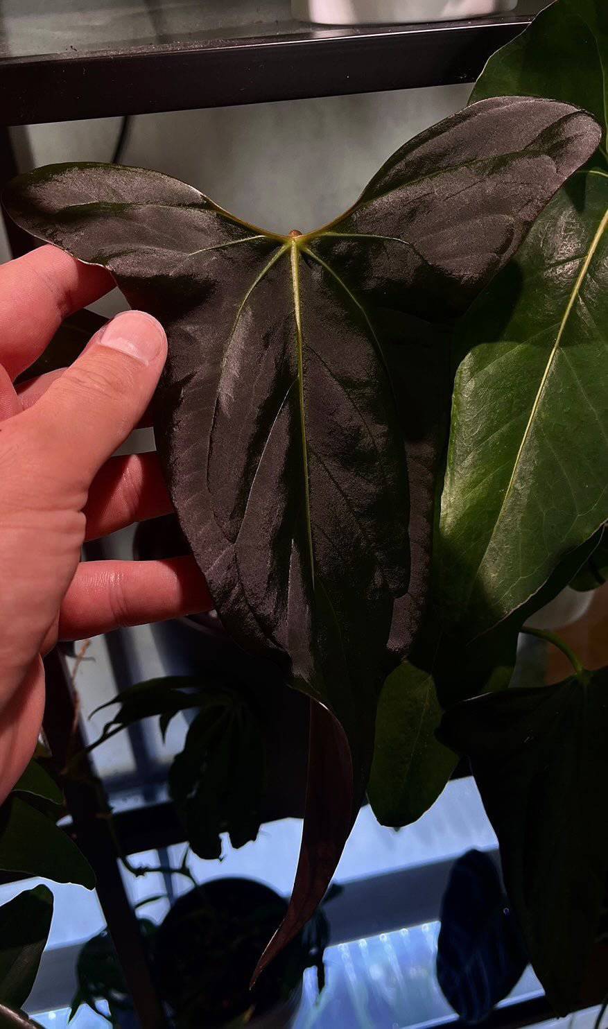 nfs-anthurium-subsignatum-x-