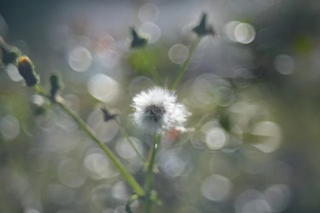 Fujinon 55mm f2.2 review作例 M42マウント バブルボケが出る富士