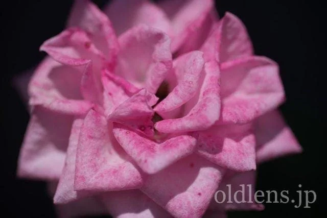 TAMRON SP 90mm F2.5 Macro 52BB レビュー作例 2代目タムキューポート