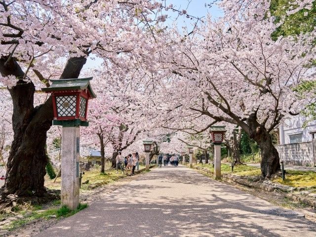弥彦公園の桜｜花見特集2026