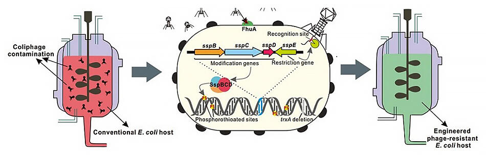 遺伝子工学手法採用―バクテリオファージへの耐性を持つ大腸菌株の作成