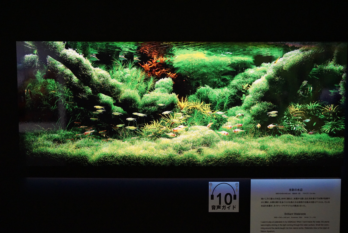 画像】写真と水槽で体感する、大自然の美しさ 『天野尚 NATURE