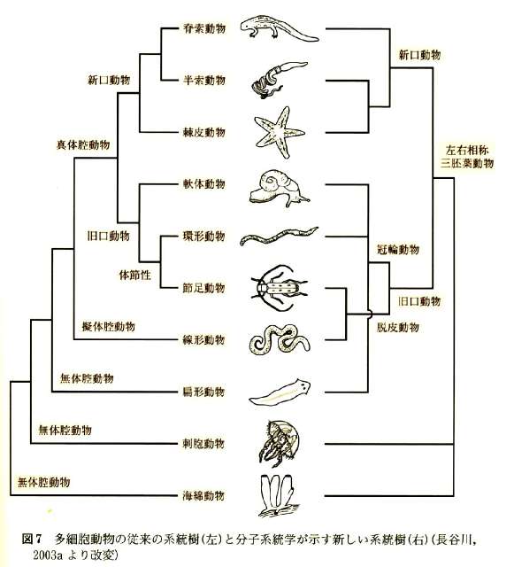 高校生物：動物の系統と分類