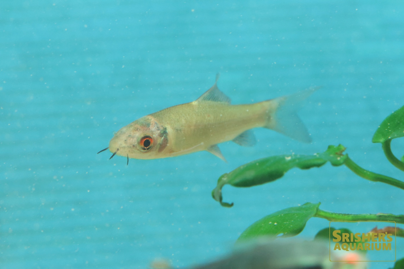 インディアンブラックシャーク｜コイ・ラスボラの仲間 - Rasbora