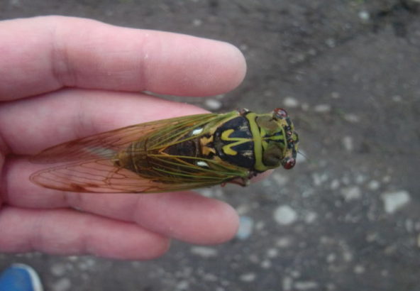 これって、エゾゼミじゃない！？ – 民宿すぎの子 ｜ 秩父のお宿