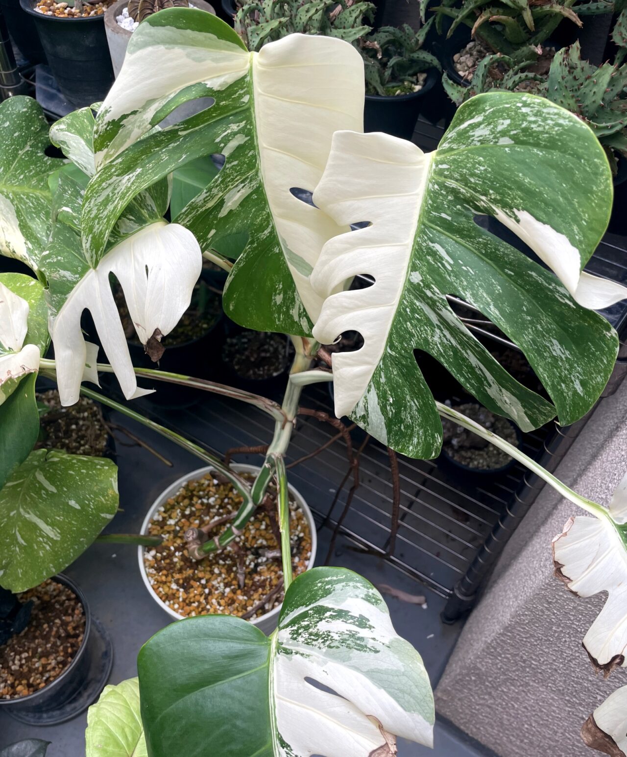 雨*♪様 斑入りモンステラホワイトタイガー大茎5株おまとめ りん