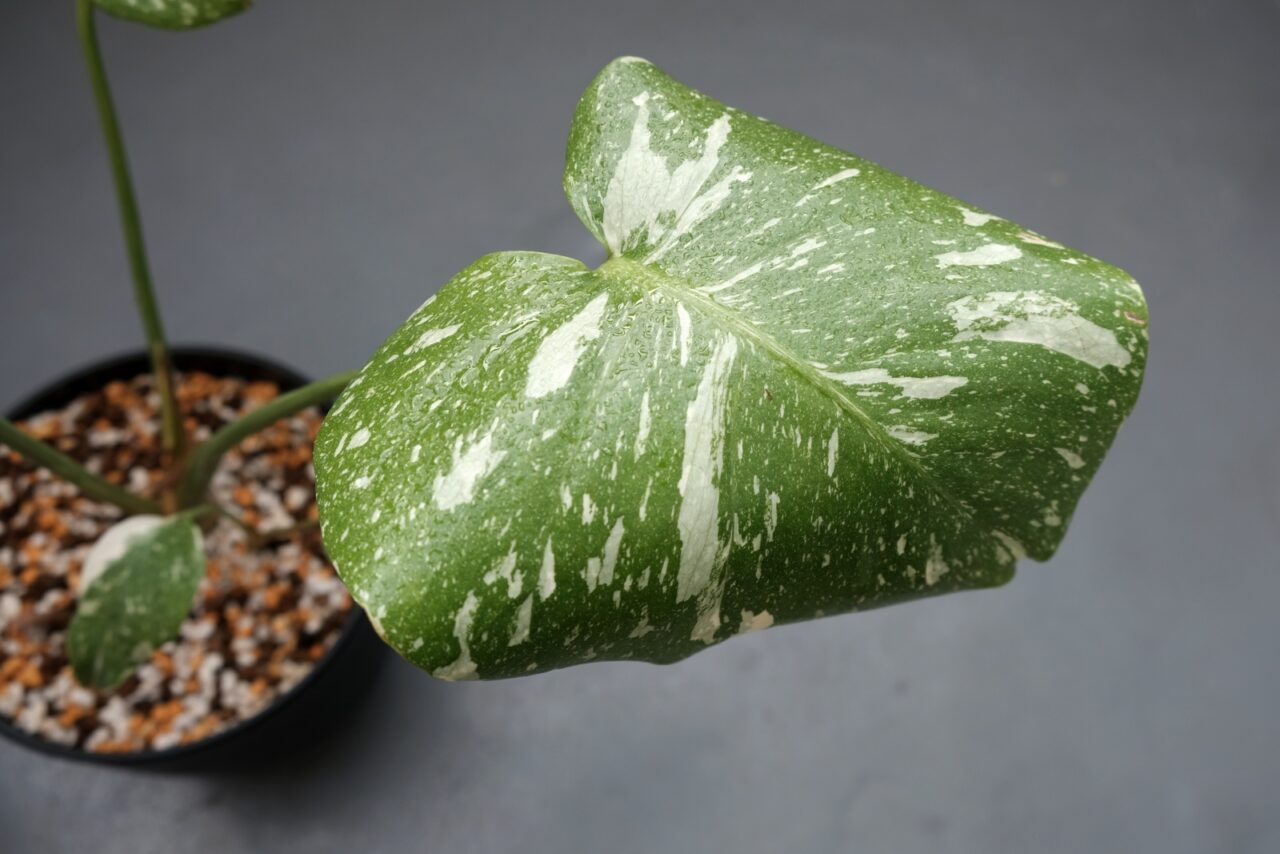 モンステラ デリシオーサ タイコンステレーション / 細かく白い斑入り