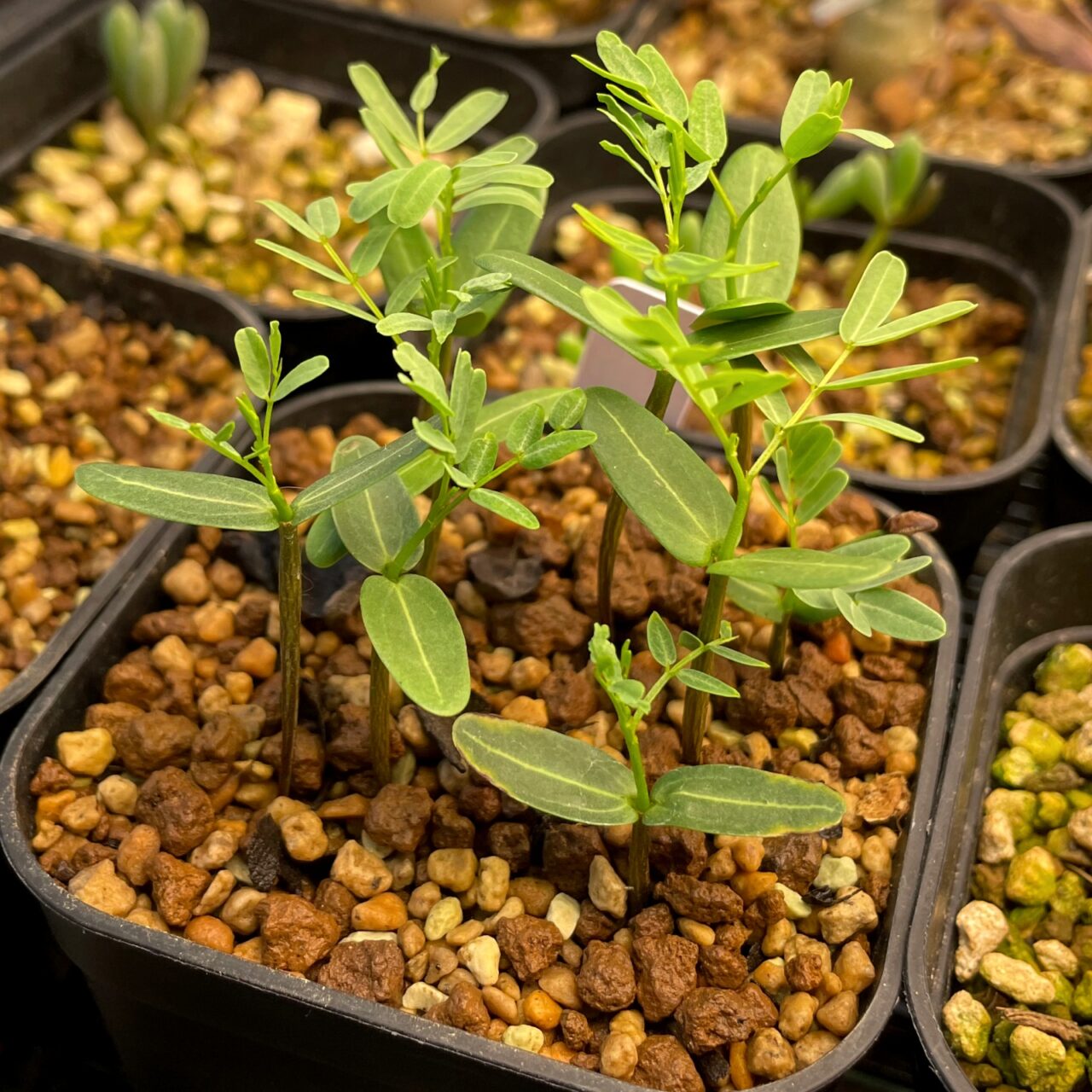 センナ メリディオナリス / 実生に挑戦するも三度目の正直で大成功