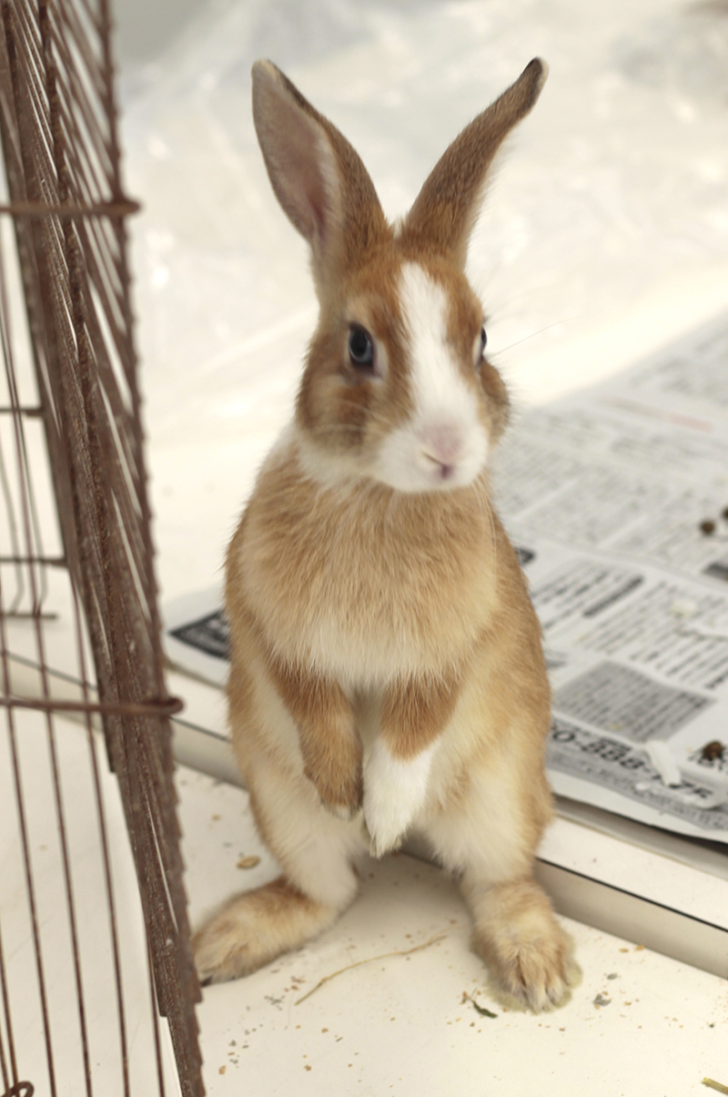 基礎科 立体週間「ウサギの塑造」 | すいどーばた美術学院