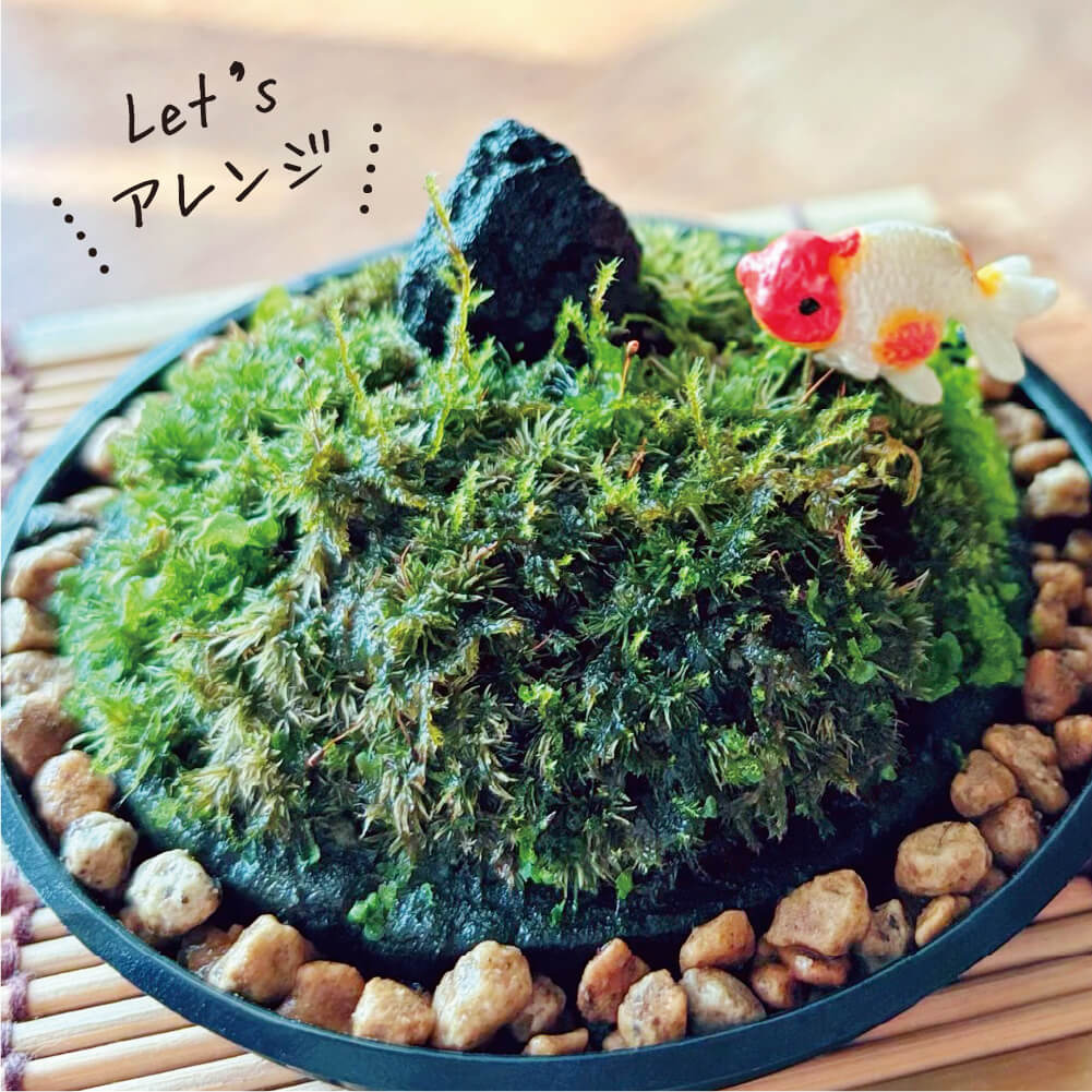 コケテラス 苔テラリウムキット – 水と緑が奏でる、癒しの小庭