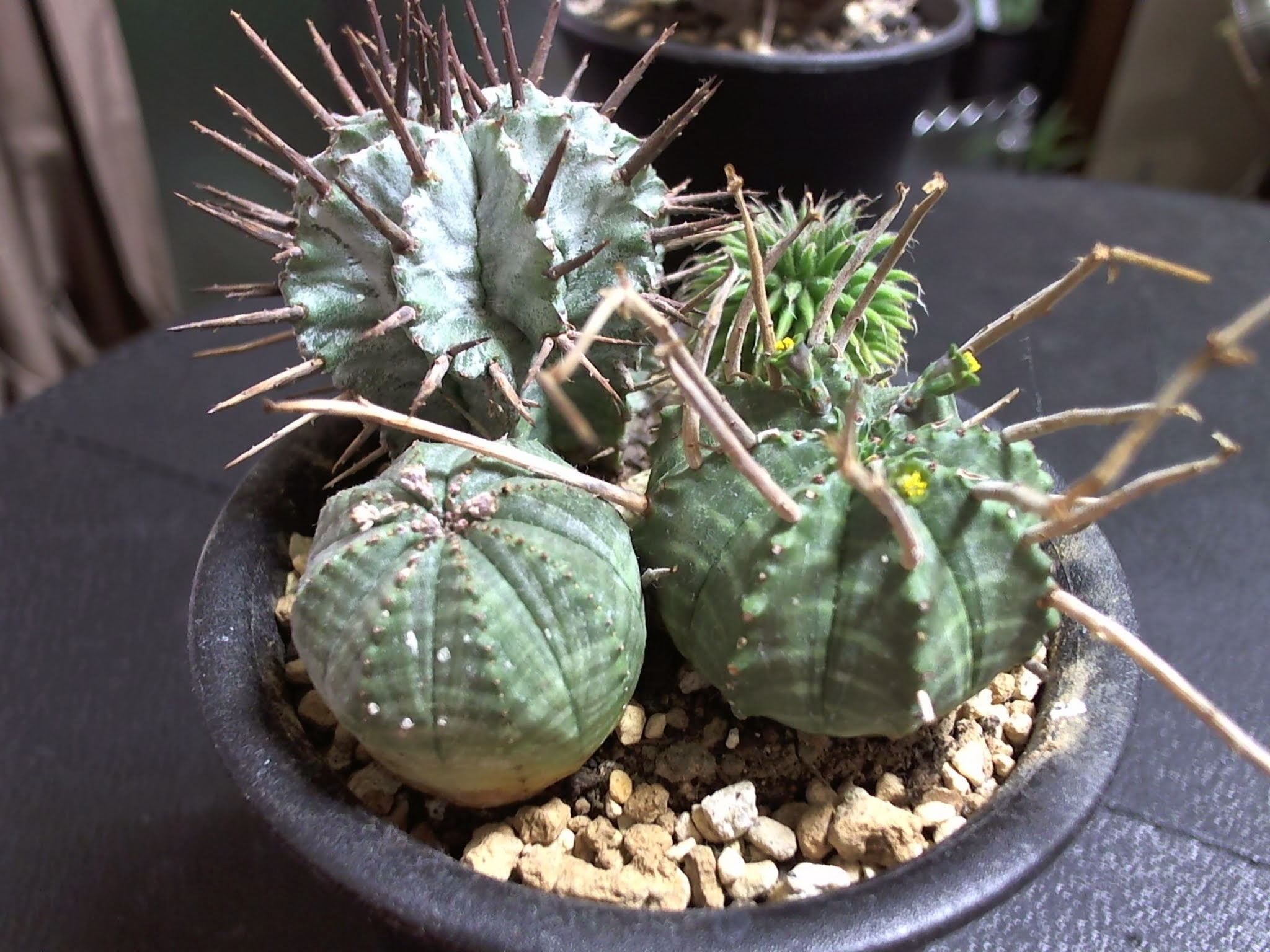 ユーフォルビア・バリダ（Euphorbia valida）が好き | スーパー