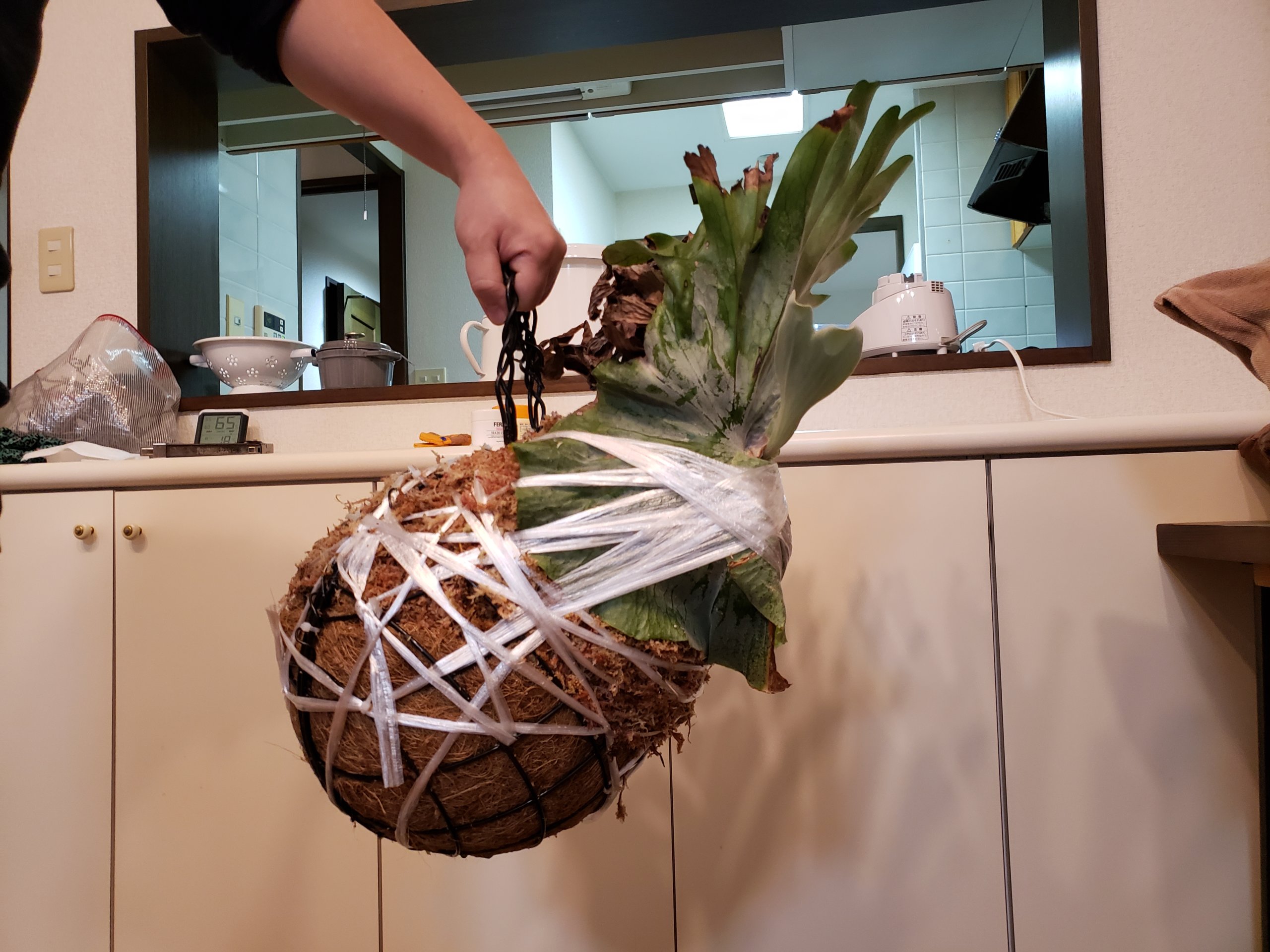 巨大ビカクシダの玉をつくるぞ！ビカクシダ・グランデ編 | スーパー