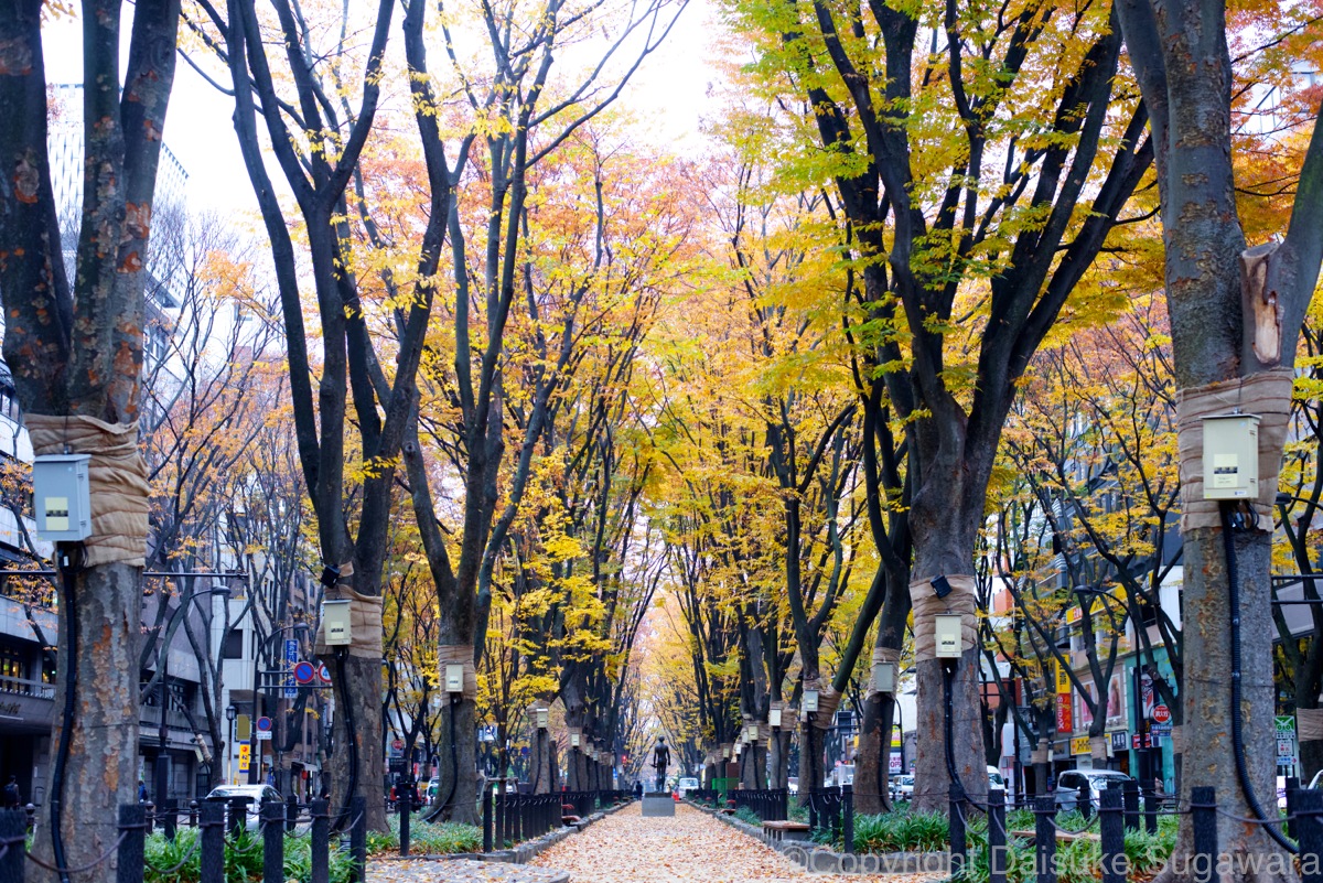 カメラ初心者2本目のレンズに最適な『NIKKOR AF-S 50mm f/1.8G