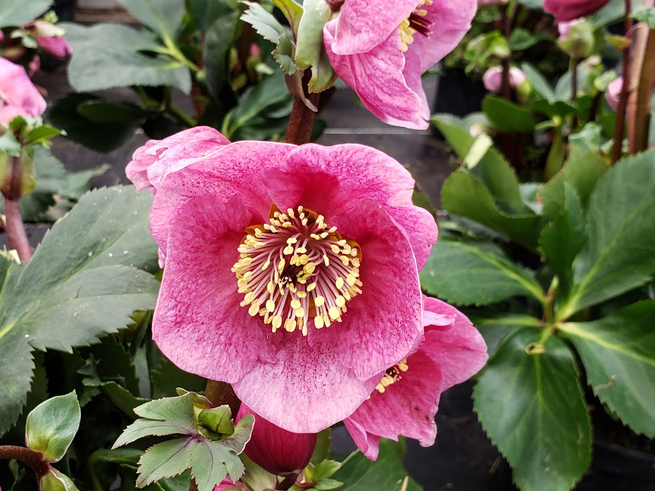 バラクラのクリスマスが今年も！ 11月23日〜12月3日は長野県民入園無料