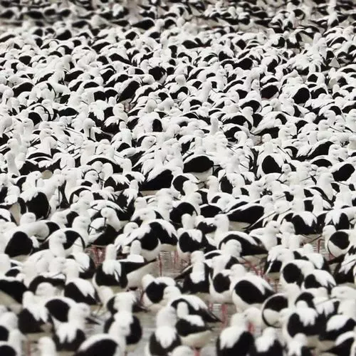 STELLA DONNELLY / ステラ・ドネリー商品一覧｜OLD ROCK｜ディスク