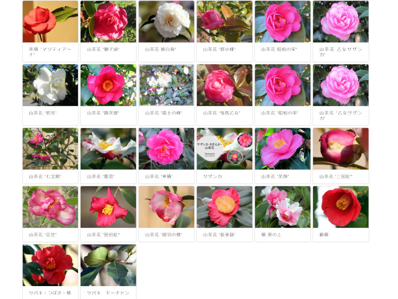 ツバキ・つばき・椿 | Camellia japonica | かぎけん花図鑑