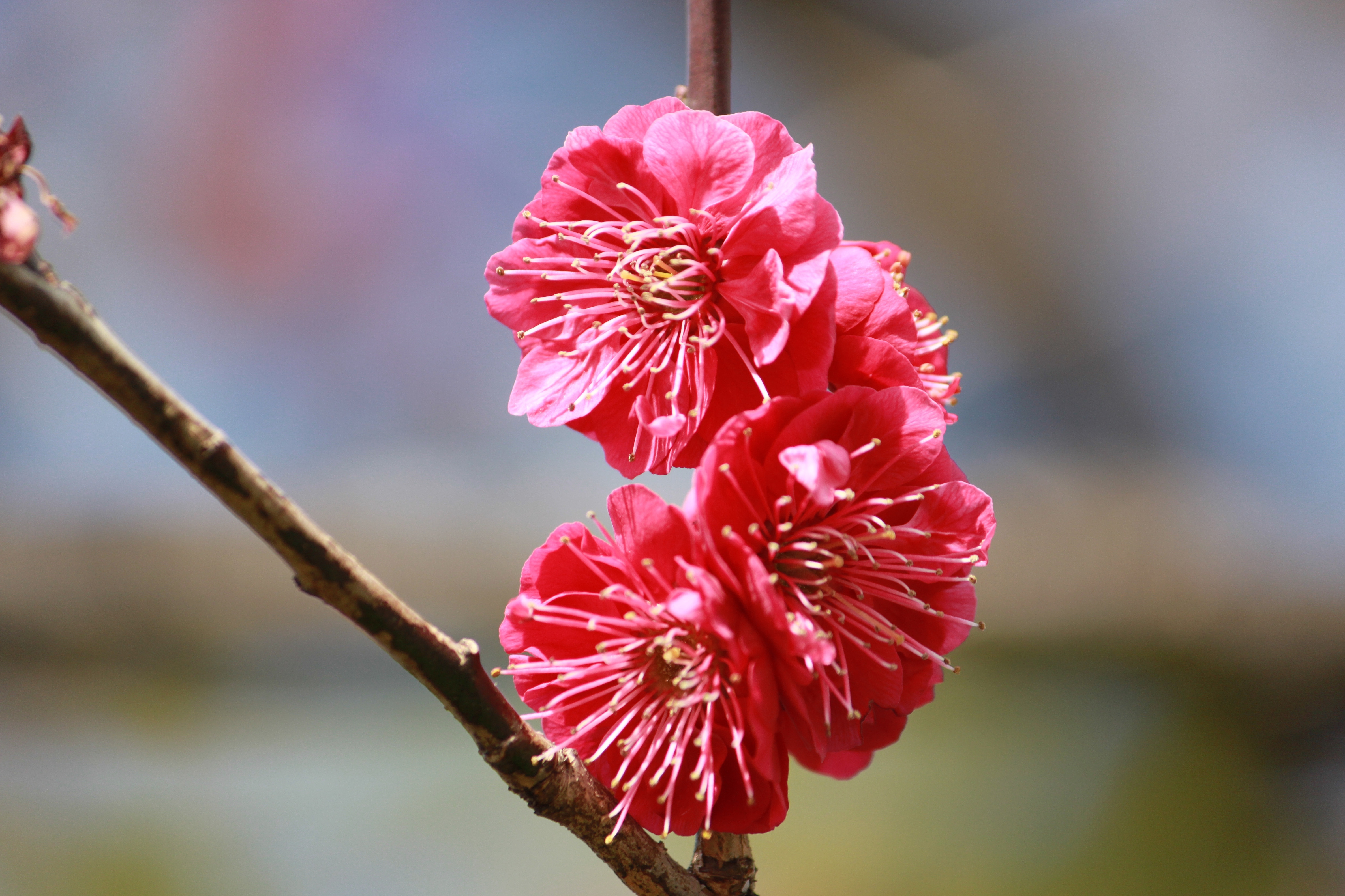 梅シリーズ1．梅 鹿児島紅 | かぎけん花図鑑