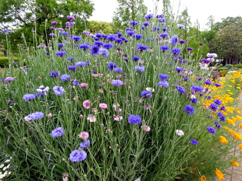 矢車菊のブログ | Flower Database