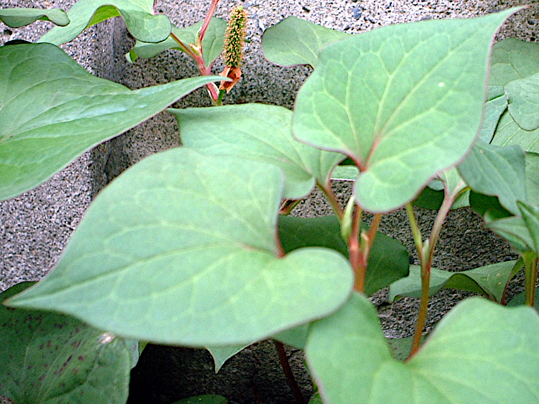 ドクダミ | Houttuynia cordata | かぎけん花図鑑