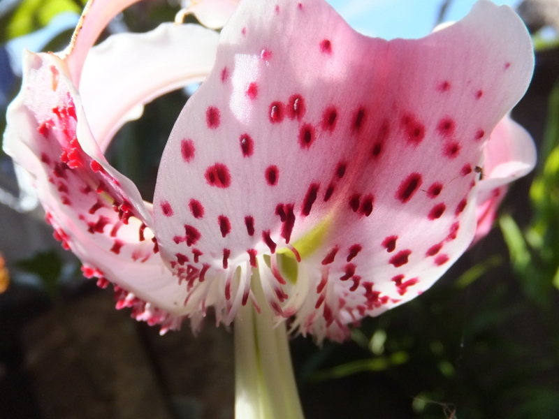 誕生花 7月4日 捩花、鹿の子百合 | かぎけん花図鑑