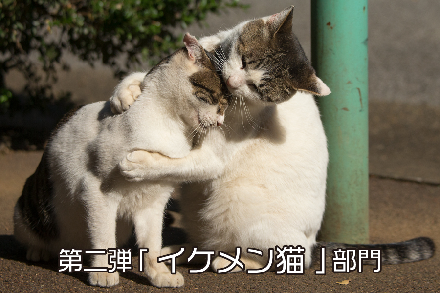 見渡す限りネコ！アンブレにゃん！「必死すぎるネコ」などで人気の猫