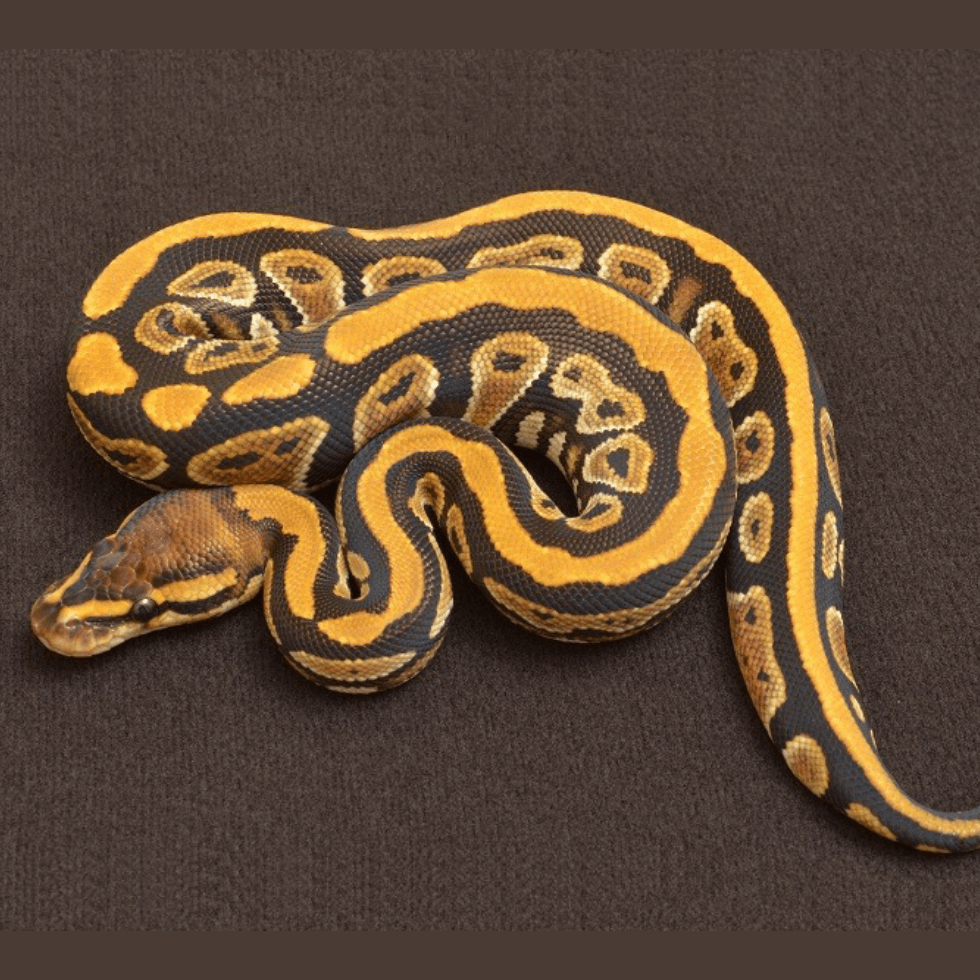 サイプレス (Cypress) | Lil Balls ~ ボールパイソンブリーダーの営む