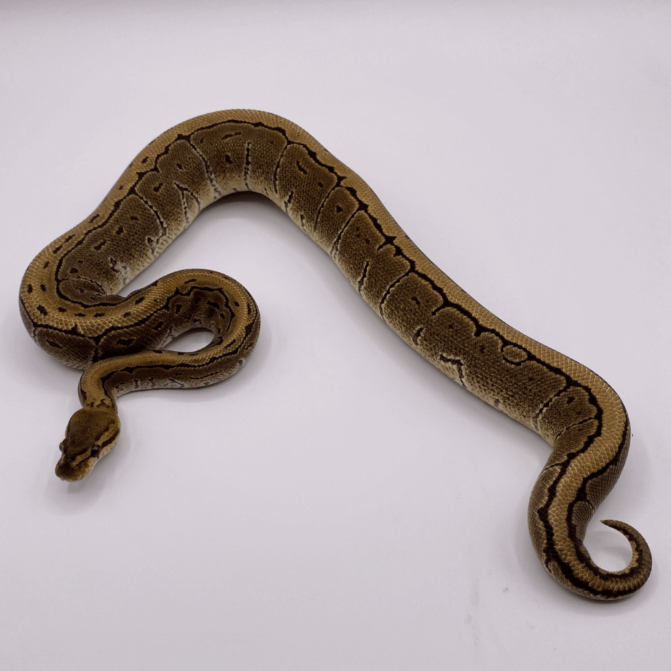 ピンストライプ (Pinstripe) | Lil Balls ~ ボールパイソンブリーダー