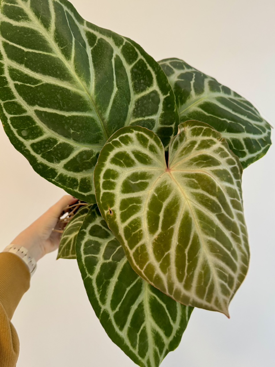 5” Anthurium 'Silver Tiger' x (RC x Dorayaki) ($249.99) from