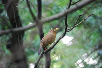 AF-S DX NIKKOR 55-300mm f/4.5-5.6G ED VRで撮影された野鳥写真(Page1