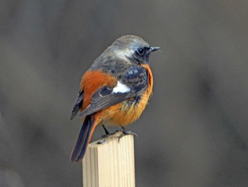 COOLPIX P1000で撮影された野鳥写真(Page1) | ZooPicker