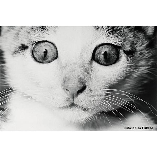 購入特典付] 深瀬昌久 『サスケ』 写真集 -の商品詳細 | 蔦屋書店