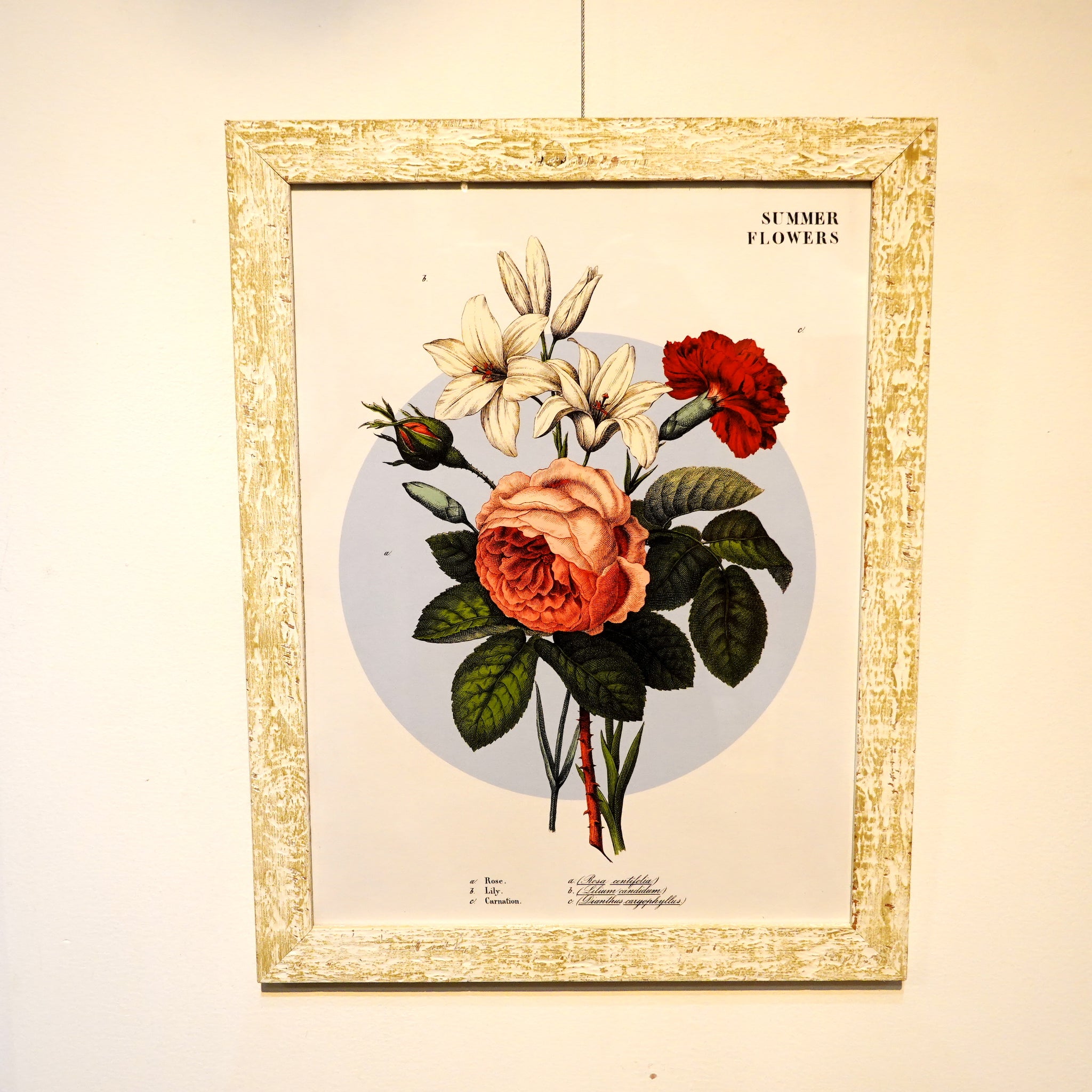 アートフレーム ポスター Summer Frower 1. Old Encyclopedia Denmark