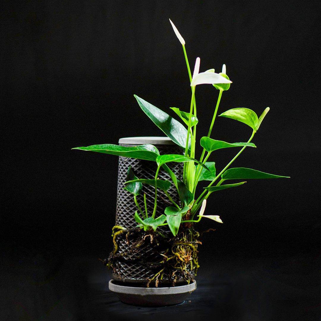 tevaplanter（テバプランター）】正規販売店｜水だけで育てる観葉植物