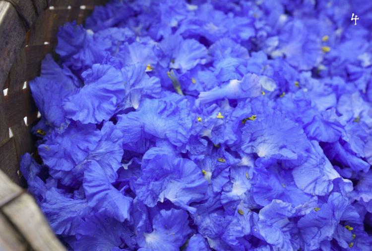 工芸青花｜6号 – 青花の会｜seikashop