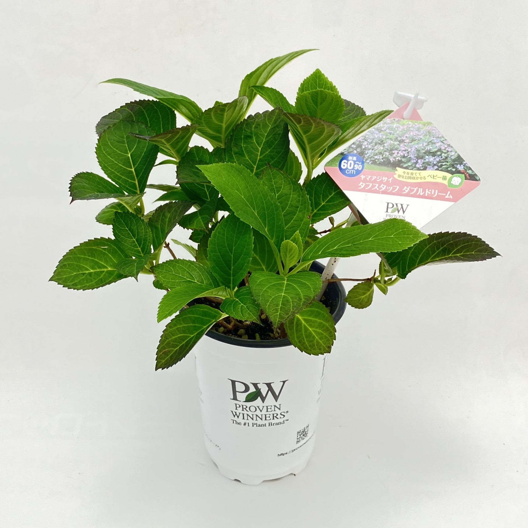 PW公式オンラインストア / 【通常商品】ヤマアジサイ タフスタッフ