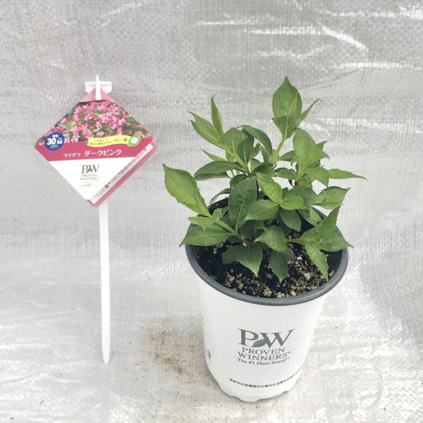 PW公式オンラインストア / ワイゲラ ダークピンク