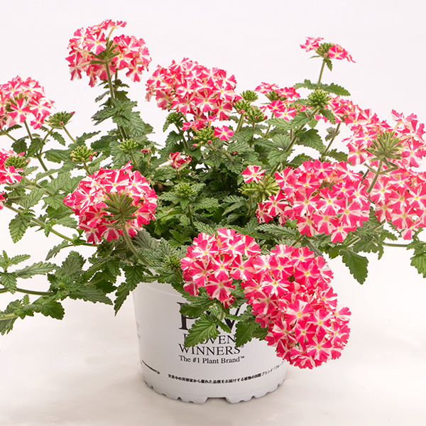 PW公式オンラインストア / スーパーベナ(R) コーラルトゥインクル