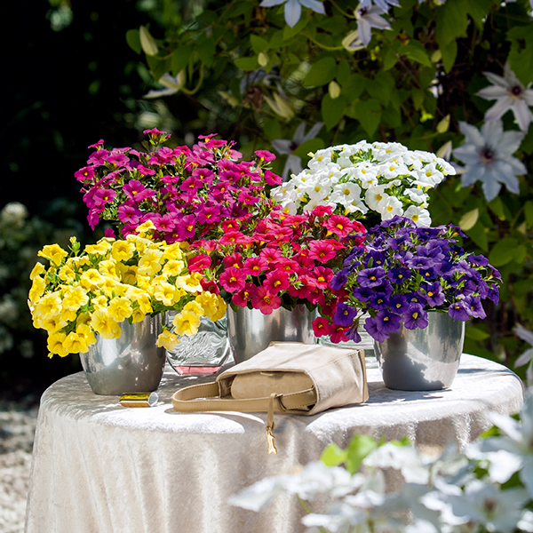 PW公式オンラインストア / スーパーベル(R) ポケットブルー