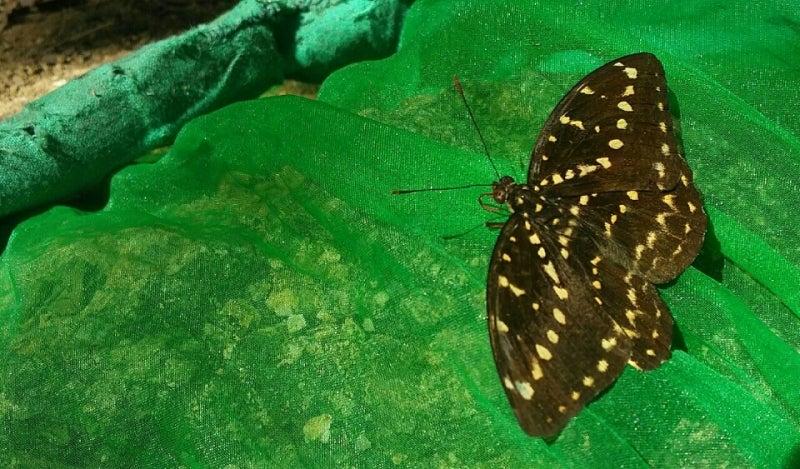 外国の蝶の名前を調べにいく・その2 | 蝶に魅せられた旅人