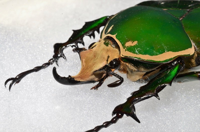 クビワオオツノカナブン(Mecynorhina torquaya) | 昆虫漂流記