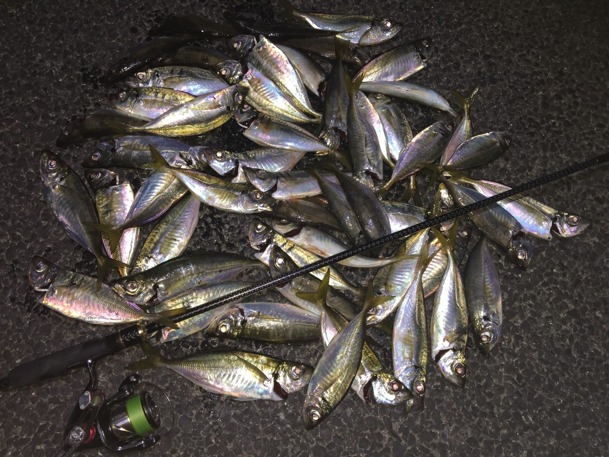 X-ARMATURA 影流 完成致しました！ | アルマくんの挑戦!!