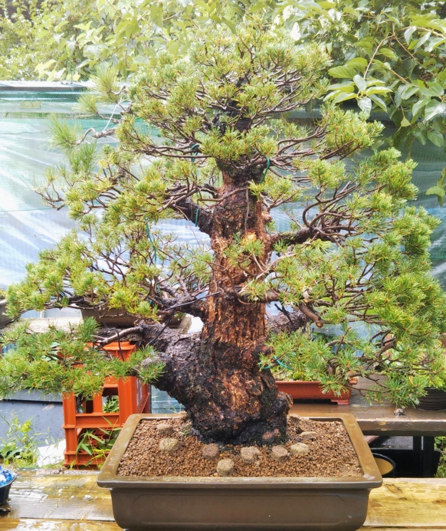 九重五葉松微妙な正面 | リングダンサーのドーベルマンと盆栽