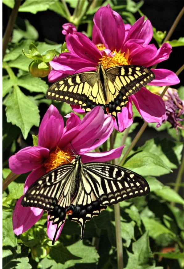コルシカキアゲハ コルシカキアゲハ キアゲハ/Papilio machaon - 蝶と