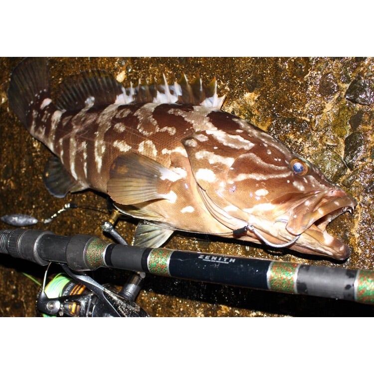 ZENITH schelm (ゼニス シュレム)1102m | TO THE BEST ROCKY SHORE