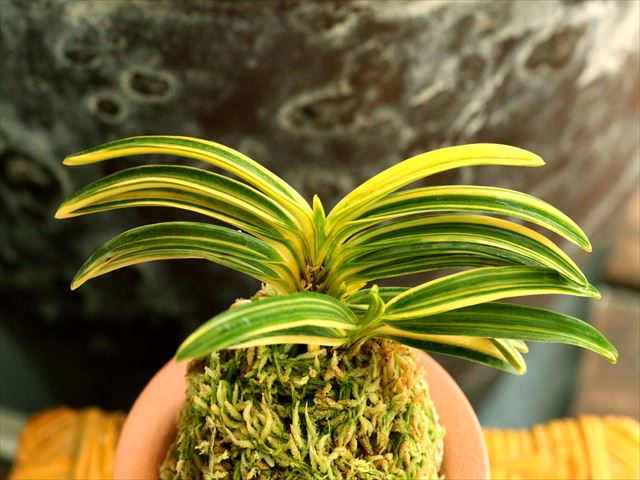 富貴蘭「金広錦」最上柄 価格は4倍買うべきか？ | 都会暮らし富貴蘭と