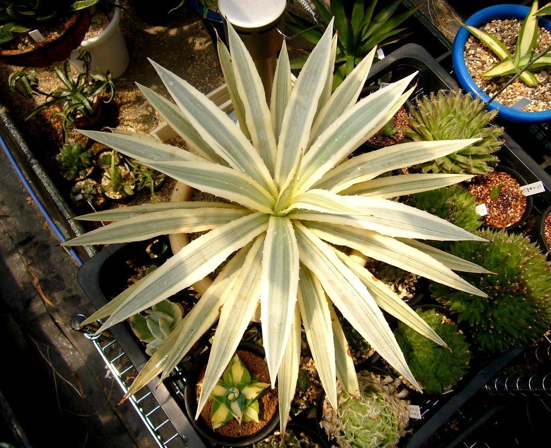 ミルキーホワイト。 | D-style ニクブログ