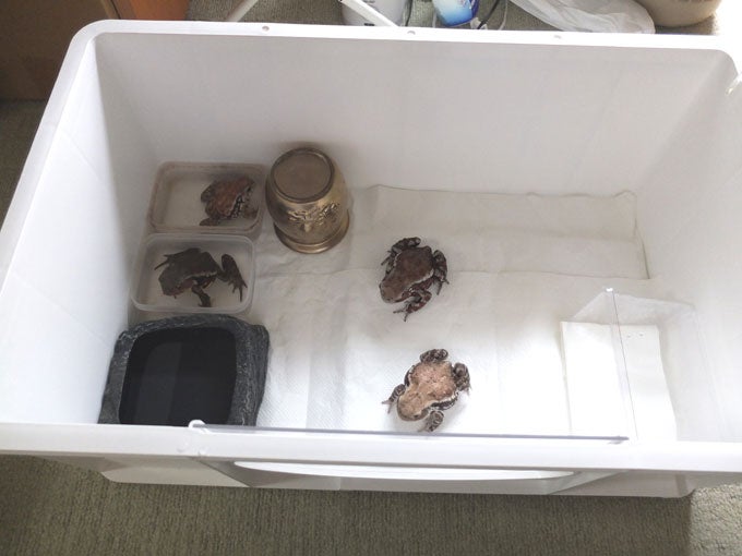 ヒキガエルのケージ】グッドロック(みどり商会)の評価 | 爬虫類ブレイク