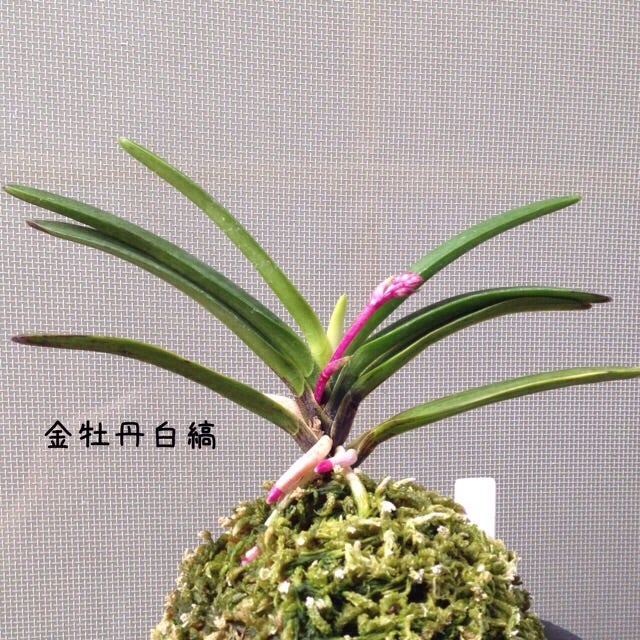 富貴蘭 黒牡丹 と 金牡丹 雑感.. | 豊の国の翁