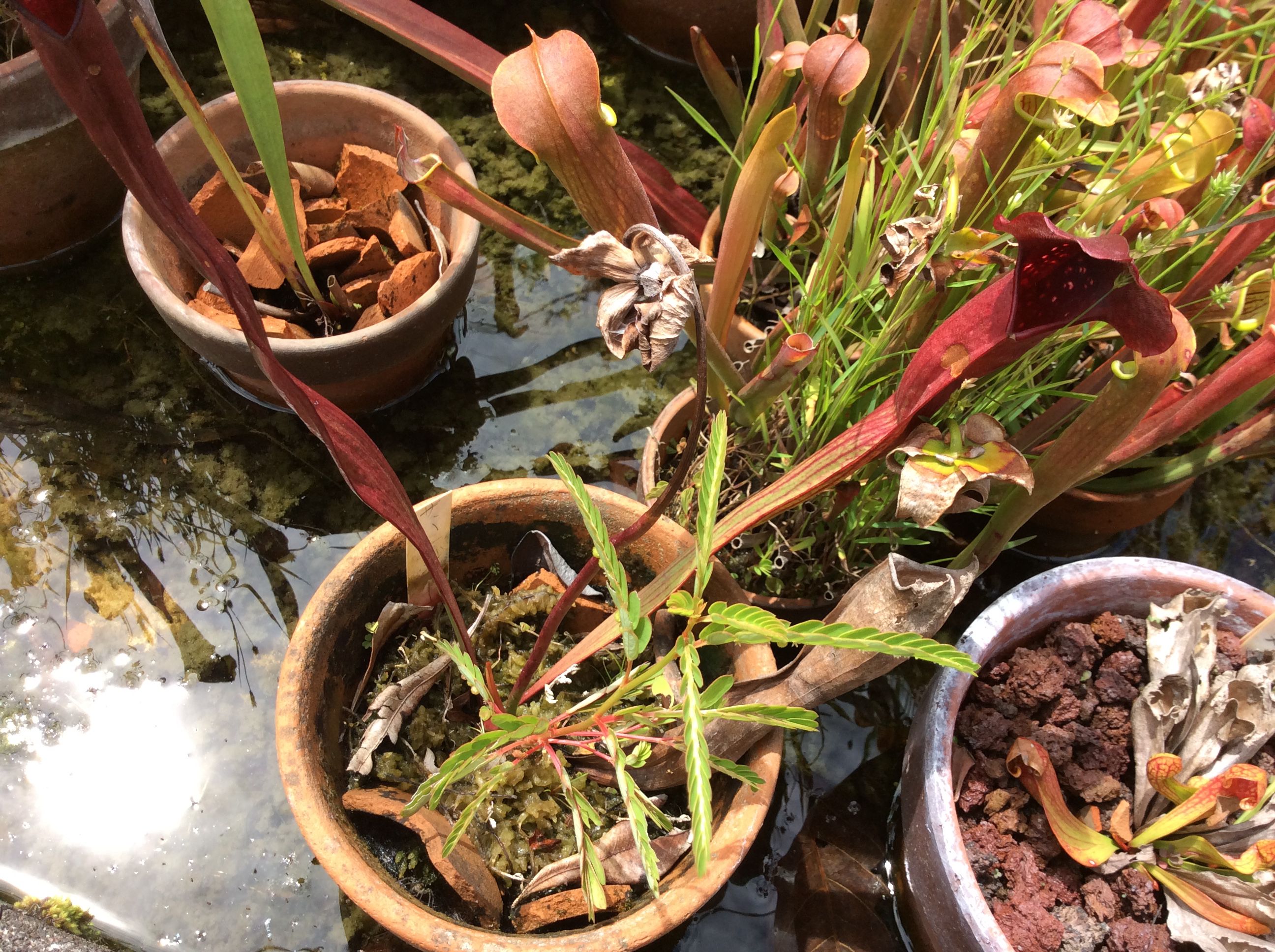一正園① サラセニアプール編 | どりへにのブログ