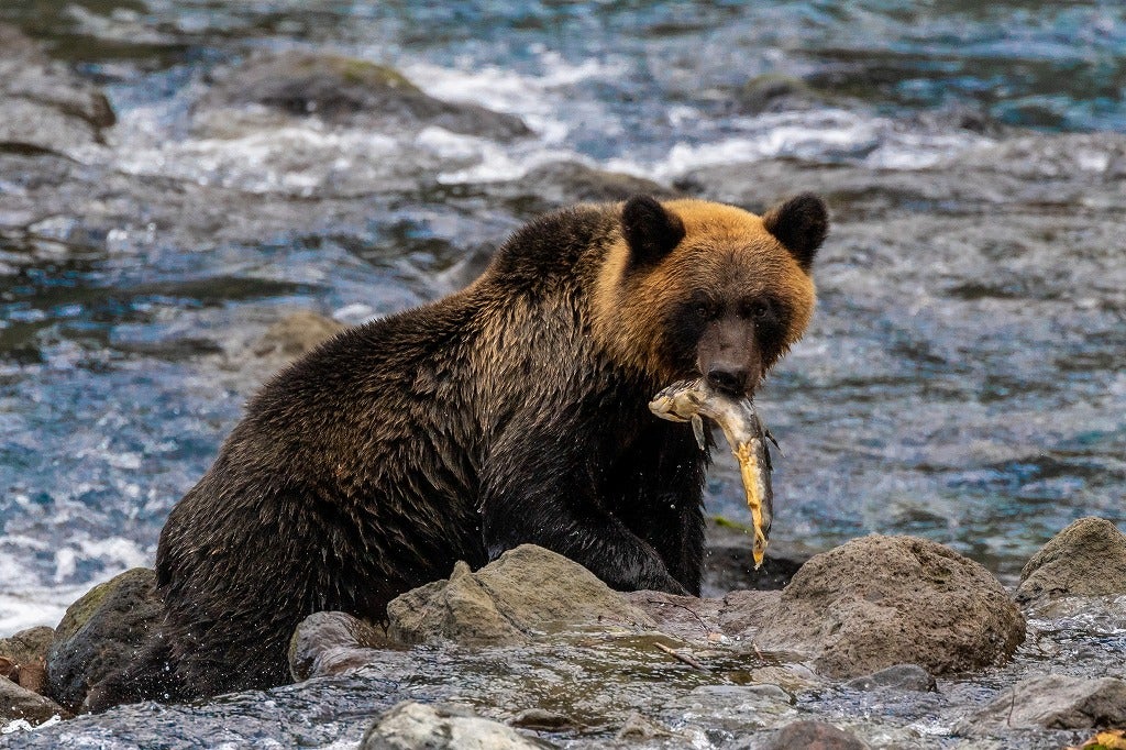 知床ヒグマ～誰も教えてくれない知床ヒグマ最新事情～ | ZXねこままんR